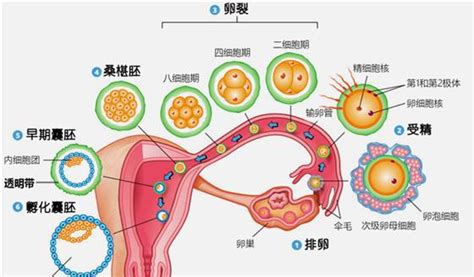 济南捐卵咨询
