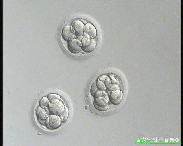 济宁有偿捐卵